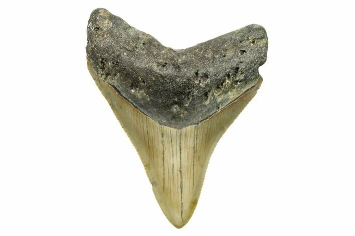 Serrated, Fossil Megalodon Tooth - North Carolina #294482
